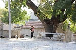 茶业口:古树新姿放异彩