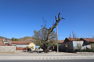 中榆林:千年古槐展雄姿