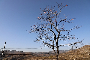 刘白杨:如诗如画凤凰山