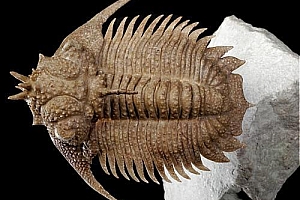 一分钟了解三叶虫化石